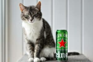 Cat standing in judgement next to a can of beer