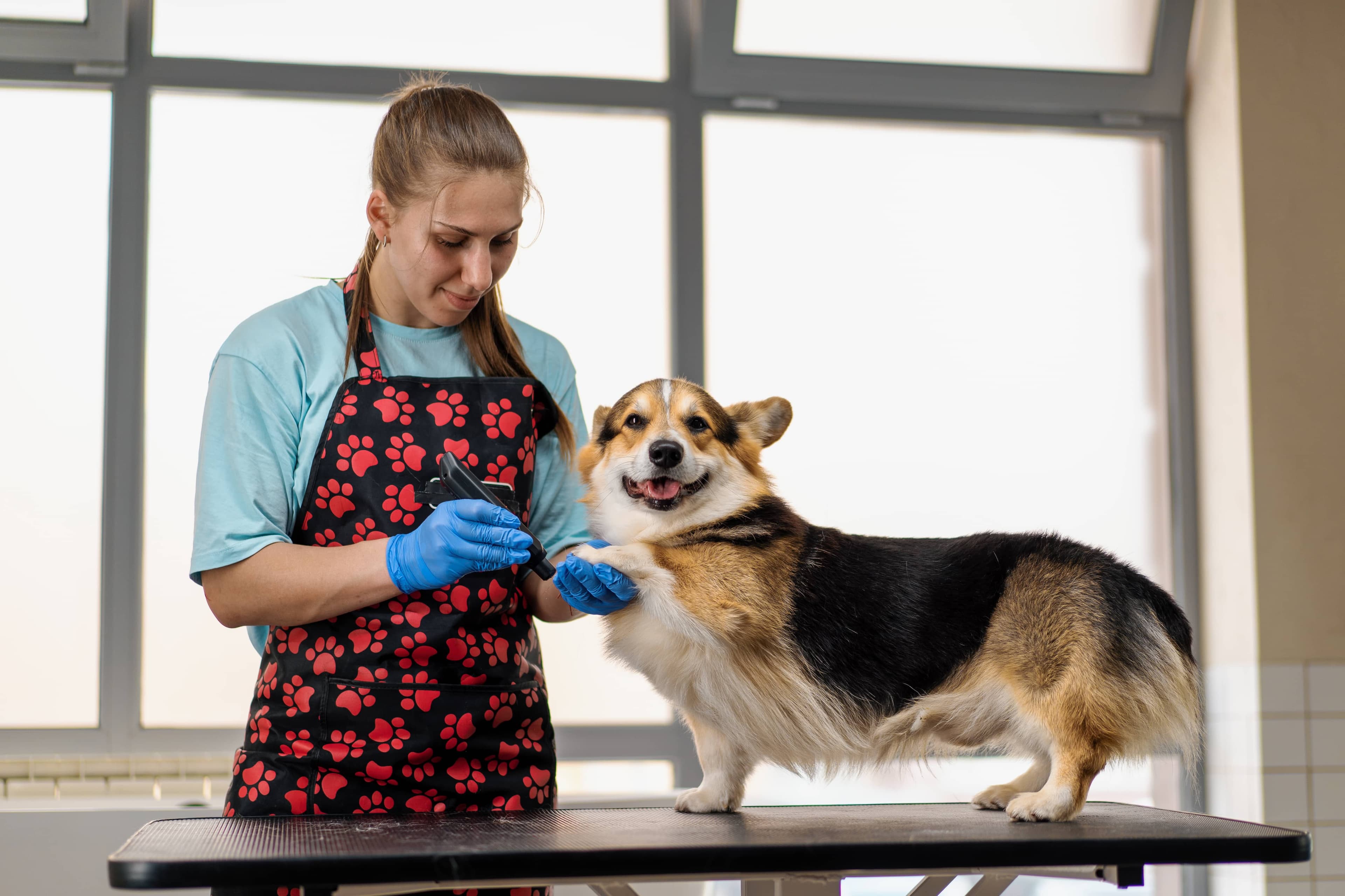 Live Stream Your Pet Grooming Consultations!