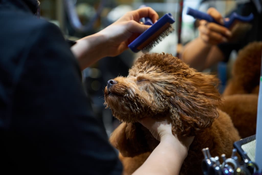 Pro Guide to Starting Your Own Mobile Dog Grooming Business